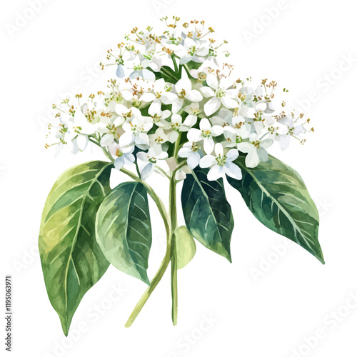 A watercolor of Elder Flower, isolated on a white background. Elder Flower vector.

