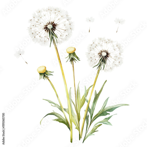 A watercolor drawing of Dandelion, isolated on a white background. Dandelion vector.
