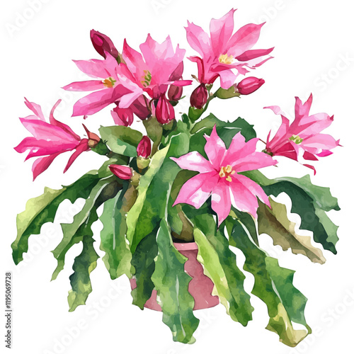 A watercolor illustration of Christmas Cactus, isolated on a white background. Christmas Cactus vector.
