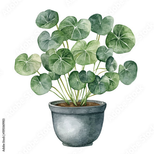 A watercolor of a Chinese money plant, isolated on a white background. Chinese money plant vector.
