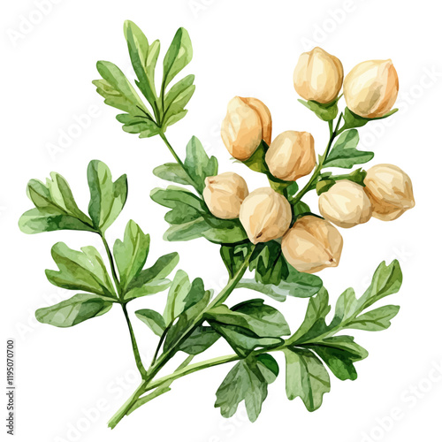 A watercolor of a chickpea plant, isolated on a white background. Chickpea plant vector.
