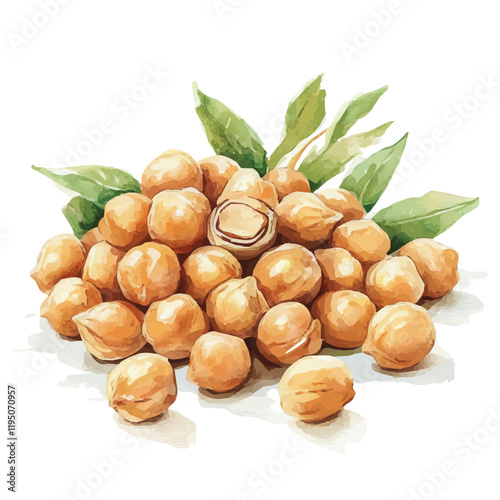 A watercolor of chickpeas, isolated on a white background. Chickpeas vector.
