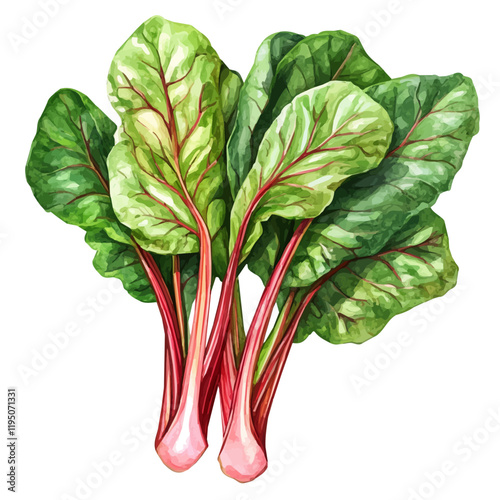 A watercolor of a chard, isolated on a white background. Chard vector.
