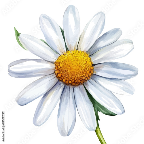 A watercolor drawing of a chamomile flower, isolated on a white background. Chamomile flower vector.
