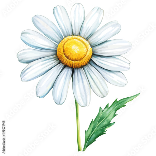 A watercolor of a chamomile flower, isolated on a white background. Chamomile flower vector.
