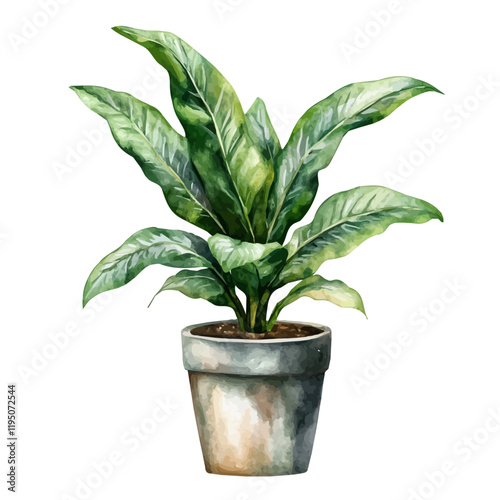 A watercolor of a cast iron plant, isolated on a white background. Cast iron plant vector.

