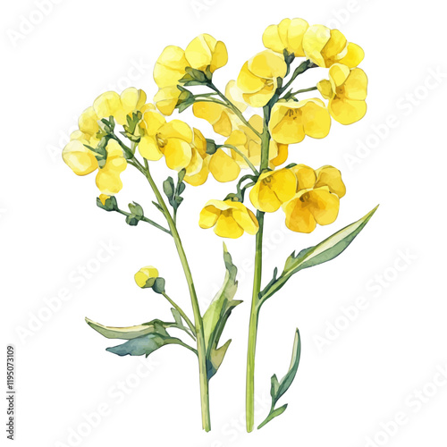 A watercolor clipart of canola, isolated on a white background. Canola vector.

