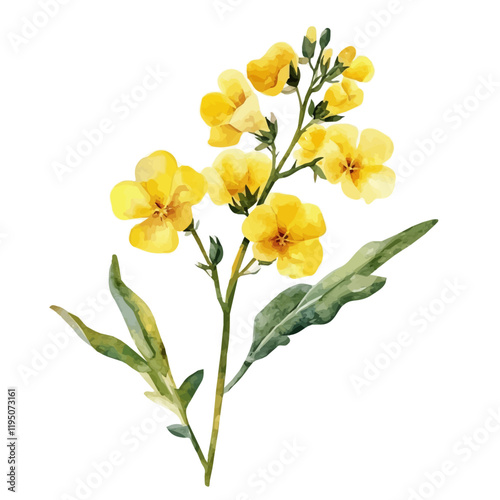 A watercolor clipart of canola, isolated on a white background. Canola vector.
