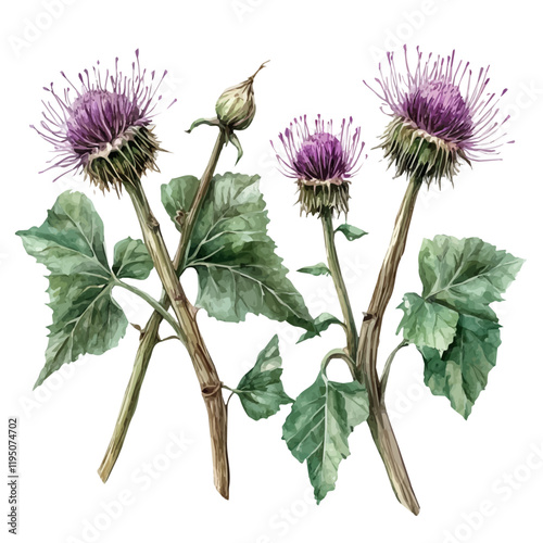 A watercolor of burdock root, isolated on a white background. Burdock root vector.

