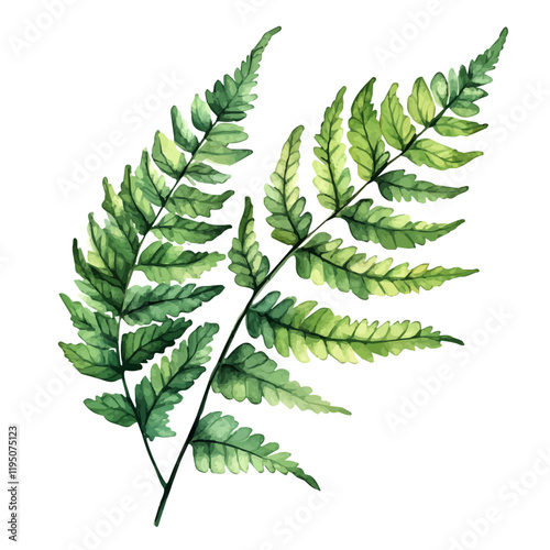 A watercolor painting of a Boston sword fern, isolated on a white background. Boston sword fern vector.
