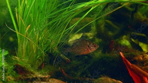 Lepomis gibbosus invasive fish in ambush, aggressive Pseudorasbora parva, sand pebble and leaf litter substrate, bur-reed vegetation in planted freshwater biotope aquarium of Chorhun river, Crimea photo