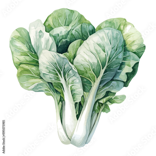 A watercolor drawing of bok choy, isolated on a white background. Bok choy vector.
