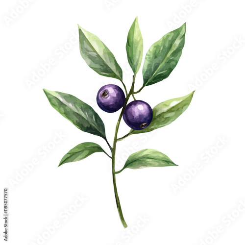 A watercolor illustration of bilberries, isolated on a white background. Bilberry vector.
