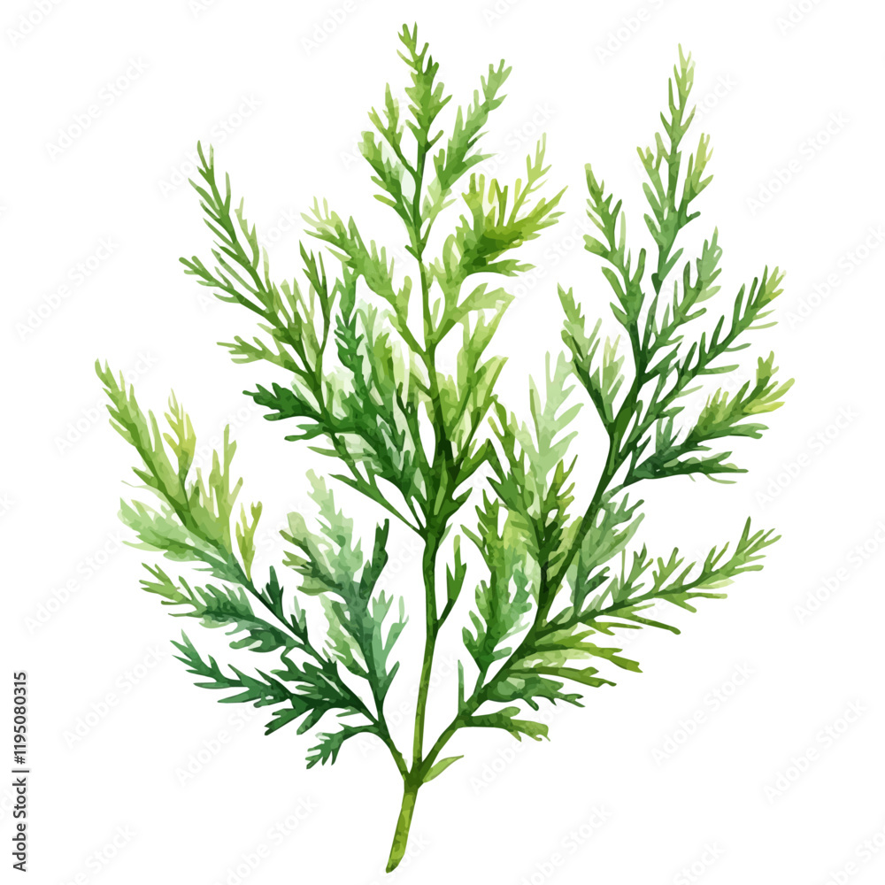 A watercolor of an Asparagus Fern, isolated on a white background. Asparagus Fern vector.
A watercolor of an Asparagus Fern, isolated on a white background. Asparagus Fern vector.