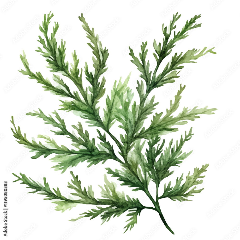 A watercolor of an Asparagus Fern, isolated on a white background. Asparagus Fern vector.
A watercolor of an Asparagus Fern, isolated on a white background. Asparagus Fern vector.