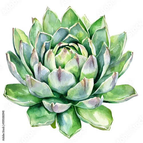A watercolor of an Artichoke Agave, isolated on a white background. Artichoke Agave vector.
