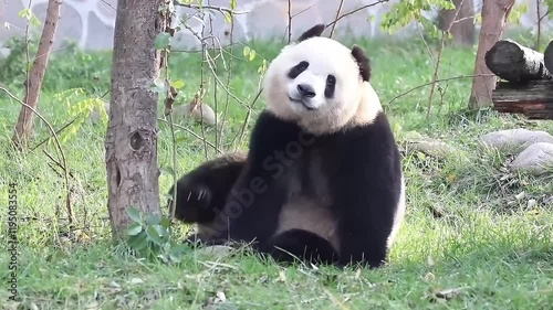 Close up Fluffy Panda, Qi Ji, relaxing on the green yard, Louguantai Forest Park, China photo