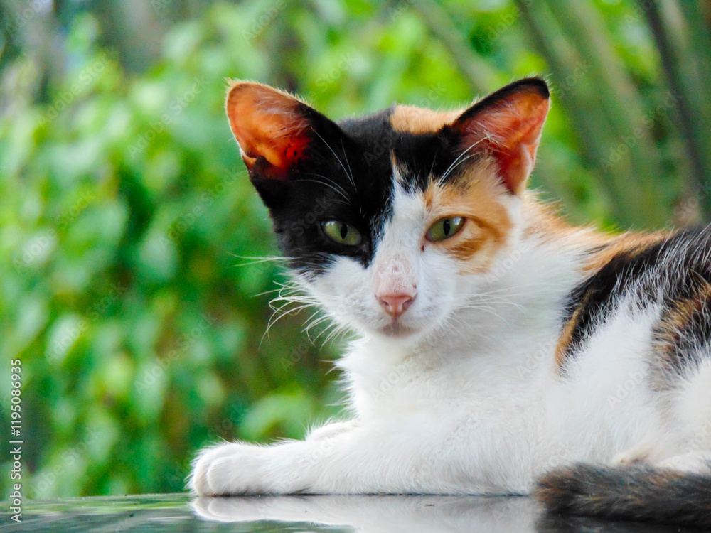 Fototapeta premium Calico cat with serious expression 