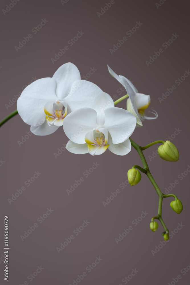 Fototapeta premium White Phalaenopsis orchid, two blooms and flower buds on a long stem, isolated against a solid and neutral background.