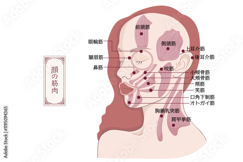 顔の筋肉イラスト