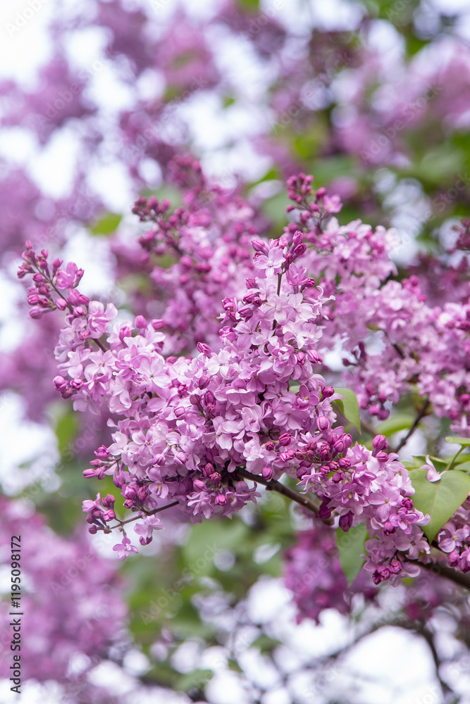 Lilac flowers blooming branch. Garden spring plant, Nature Lilac flowers blooming branch. Garden spring plant, Nature