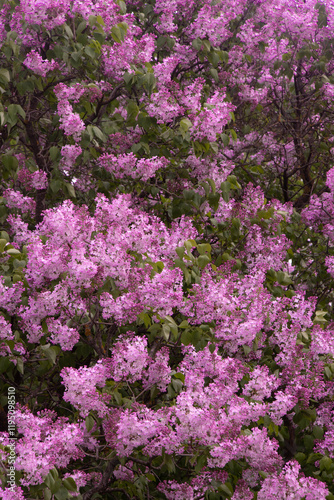 Lilac flowers blooming branch. Garden spring plant, Nature