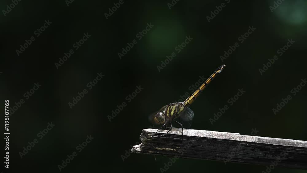 dragonfly on a tree