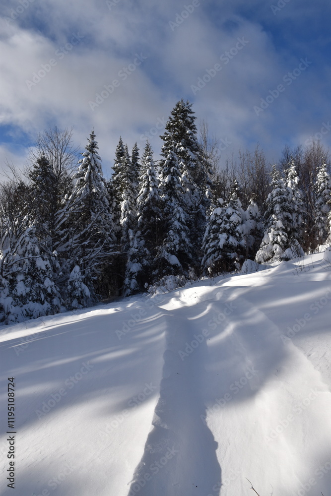 A snowmobile track in the forest, Sainte-Apolline, Québec, Canada A snowmobile track in the forest, Sainte-Apolline, Québec, Canada