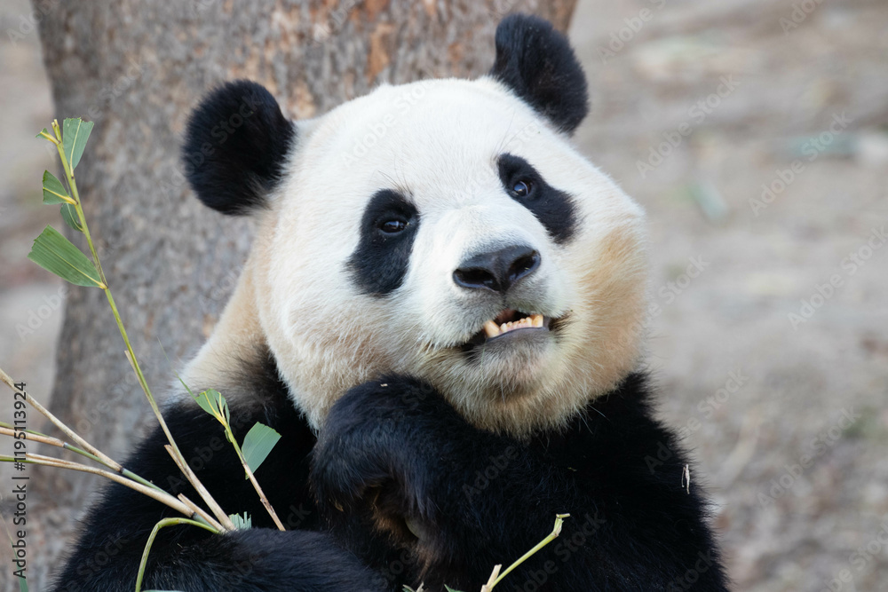 Fototapeta premium Happy Female Panda, Fu Bao, South Korea