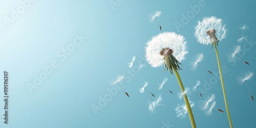 Obraz na płótnie Dandelion seeds blowing in the wind with two white flowers on green stems against a clear blue sky creating space for text on the left side w salonie