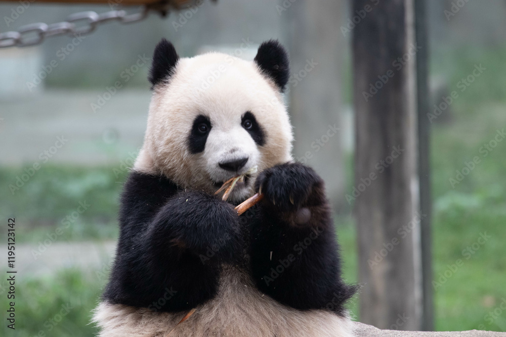 Close up sweet Panda, Yu Ai, Chongqing, China Close up sweet Panda, Yu Ai, Chongqing, China