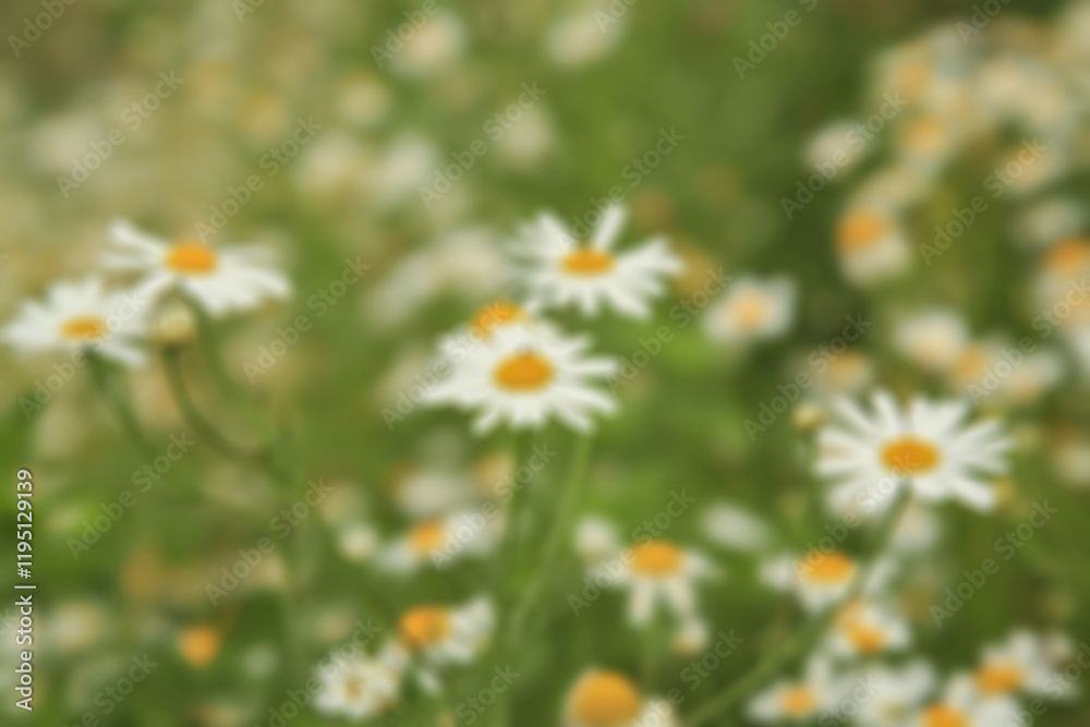 Obraz premium blurred background. defocus..Chamomile flower on the grass. environmental theme. medicinal herbs. Camomile in the nature