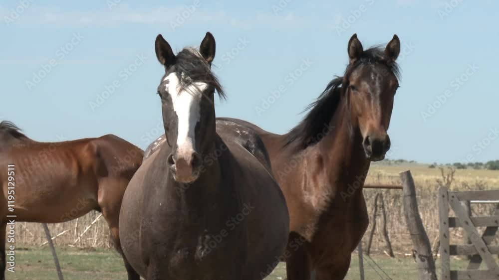 Two Curious Horses in a Rural Field in La Pampa, Argentina Two Curious Horses in a Rural Field in La Pampa, Argentina