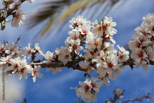 Almond blossoms near Ouarzazate, Morocco