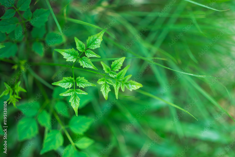 Closeup nature view of green leaf on sunlight using as background and fresh ecology wallpaper concept Closeup nature view of green leaf on sunlight using as background and fresh ecology wallpaper concept