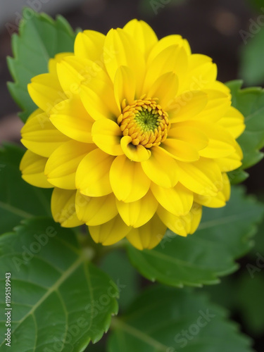 The Bright Yellow Color Of This Fiore Di Begonia Is Reminiscent Of A Cheerful Sunflower In Full Bloom. 00002