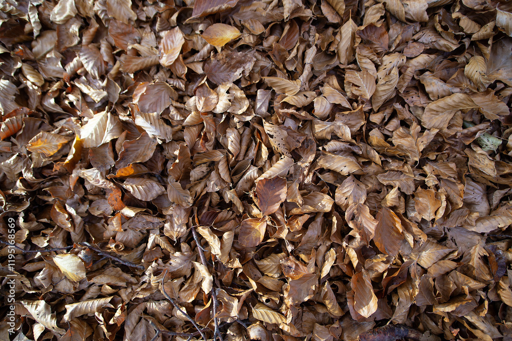 Brown autumn background from dry leaves in the forest on a mountain road in Lovcen park. High quality photo Brown autumn background from dry leaves in the forest on a mountain road in Lovcen park. High quality photo