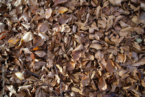 Brown autumn background from dry leaves in the forest on a mountain road in Lovcen park. High quality photo