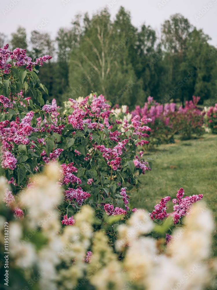 Fototapeta premium Blooming lilac bushes in May