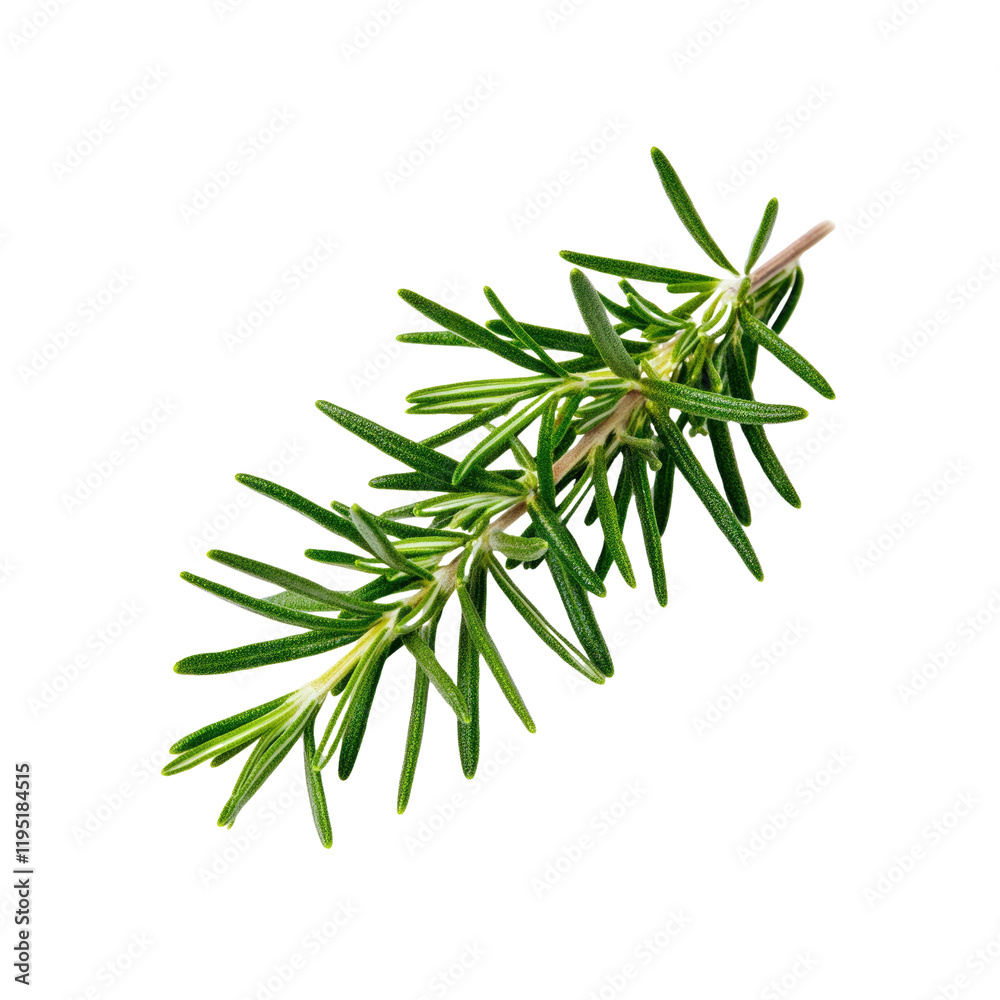 Fresh Sprig of Rosemary Herb Isolated on Transparent Background Fresh Sprig of Rosemary Herb Isolated on Transparent Background