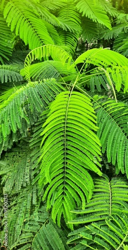 Flame tree  gulmohar tree leaf closeup