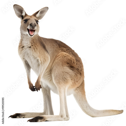 Kangaroo. 