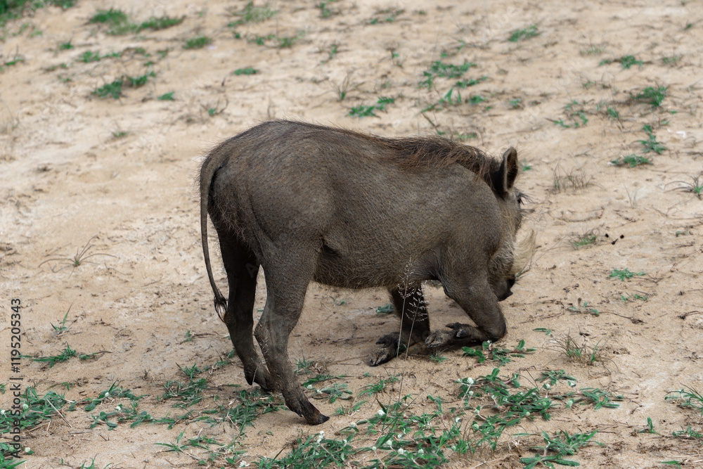 Small wild warthog eating grass in a sandy area of Lake Mburo National Park in Uganda Small wild warthog eating grass in a sandy area of Lake Mburo National Park in Uganda