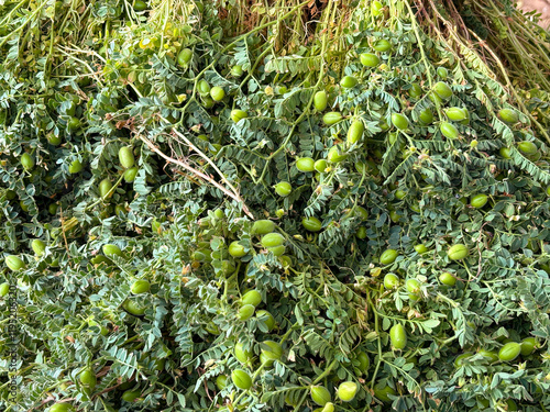 fresh chickpeas on the branch in Indian loacal market
