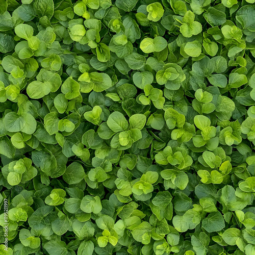 Wallpaper Mural Lush Green Leaf Illustration Torontodigital.ca