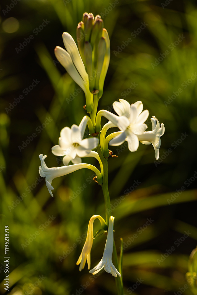 Obraz premium decoração