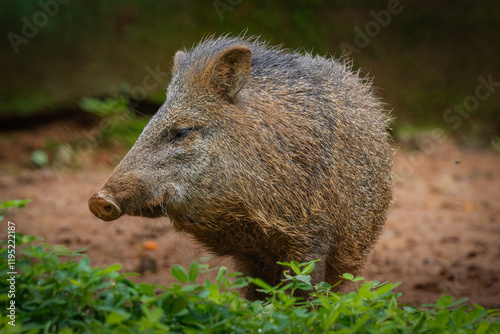 Collared peccary  photo