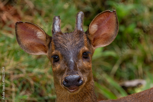 Gray brocket ( Mazana gouazoubira)
