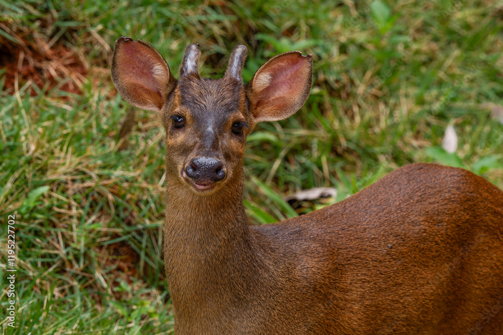 Gray brocket ( Mazama gouazoubira) Gray brocket ( Mazama gouazoubira)