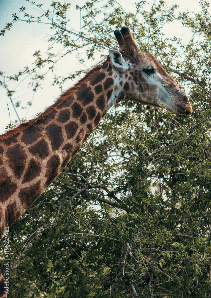 Wild giraffe seen on safari in Kruger National Park. South Africa Wild giraffe seen on safari in Kruger National Park. South Africa
